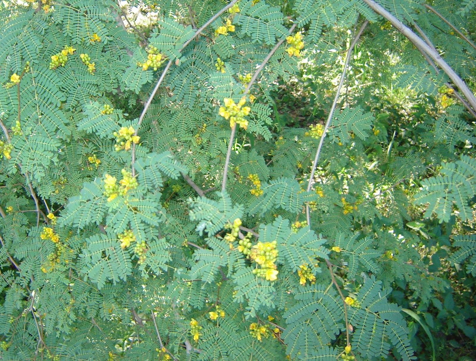 Caesalpinia paraguariensis Guayacan