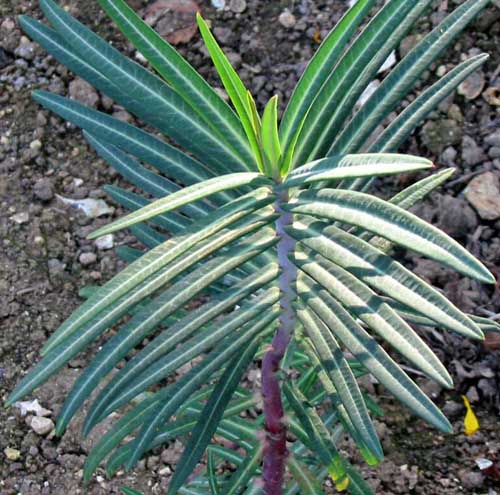 Euphorbia_lathyris pararrayos