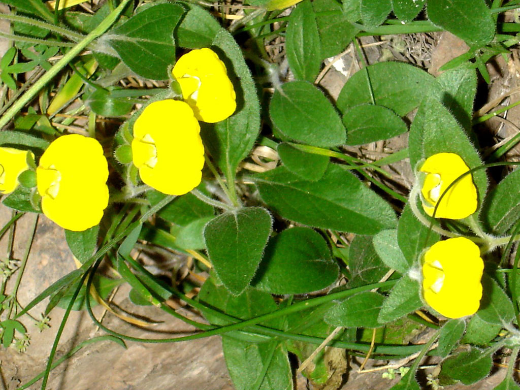 calceolaria_brunellifolia bolsico