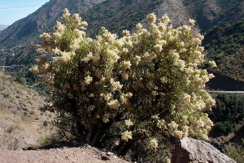 prustia cuneifolia altepe o huañil blanco